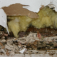repair drywall water damage